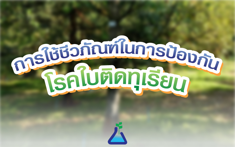 การใช้ชีวภัณฑ์ในการป้องกันโรคใบติดทุเรียน