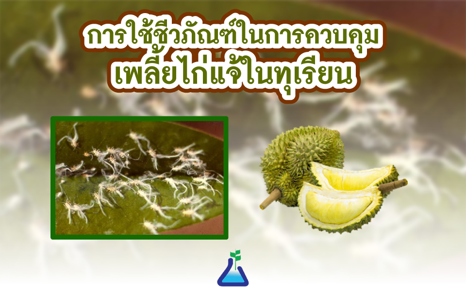 การใช้ชีวภัณฑ์ในการควบคุมเพลี้ยไก่แจ้ในทุเรียน