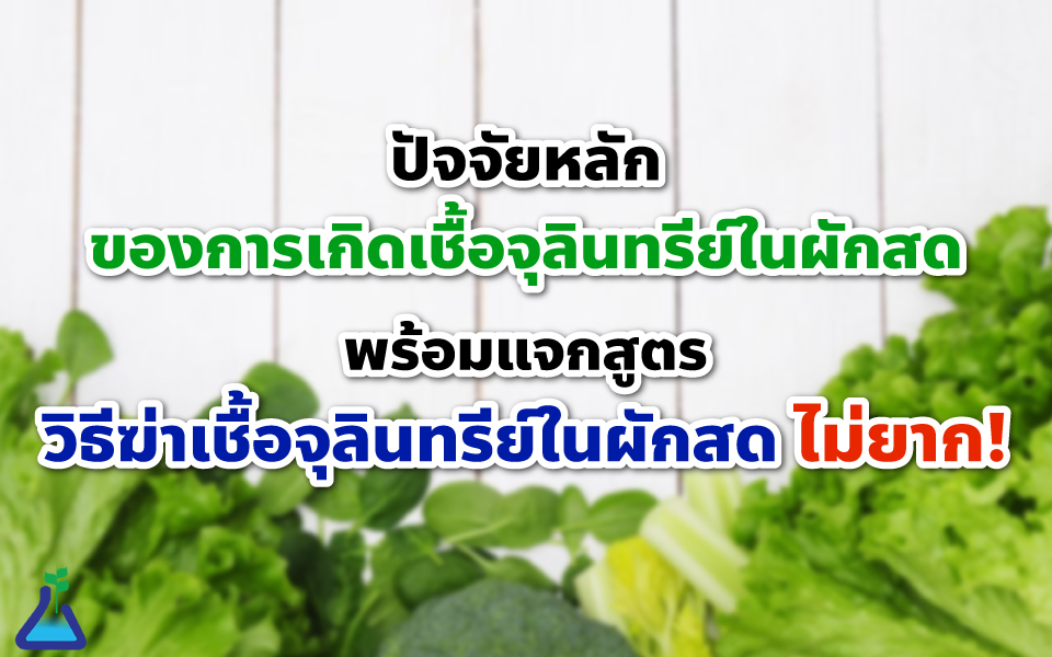 ปัจจัยหลักของการเกิดเชื้อจุลินทรีย์ในผักสด แจกสูตรวิธีฆ่าเชื้อจุลินทรีย์ในผักสดไม่ยาก!