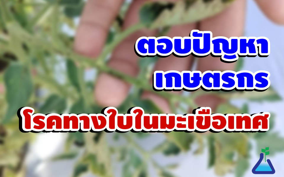 ตอบปัญหาเกษตรกร โรคทางใบมะเขือเทศ