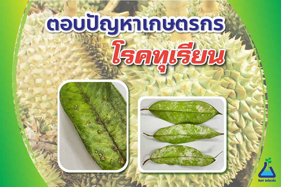 ตอบปัญหาเกษตรกร โรคทุเรียน