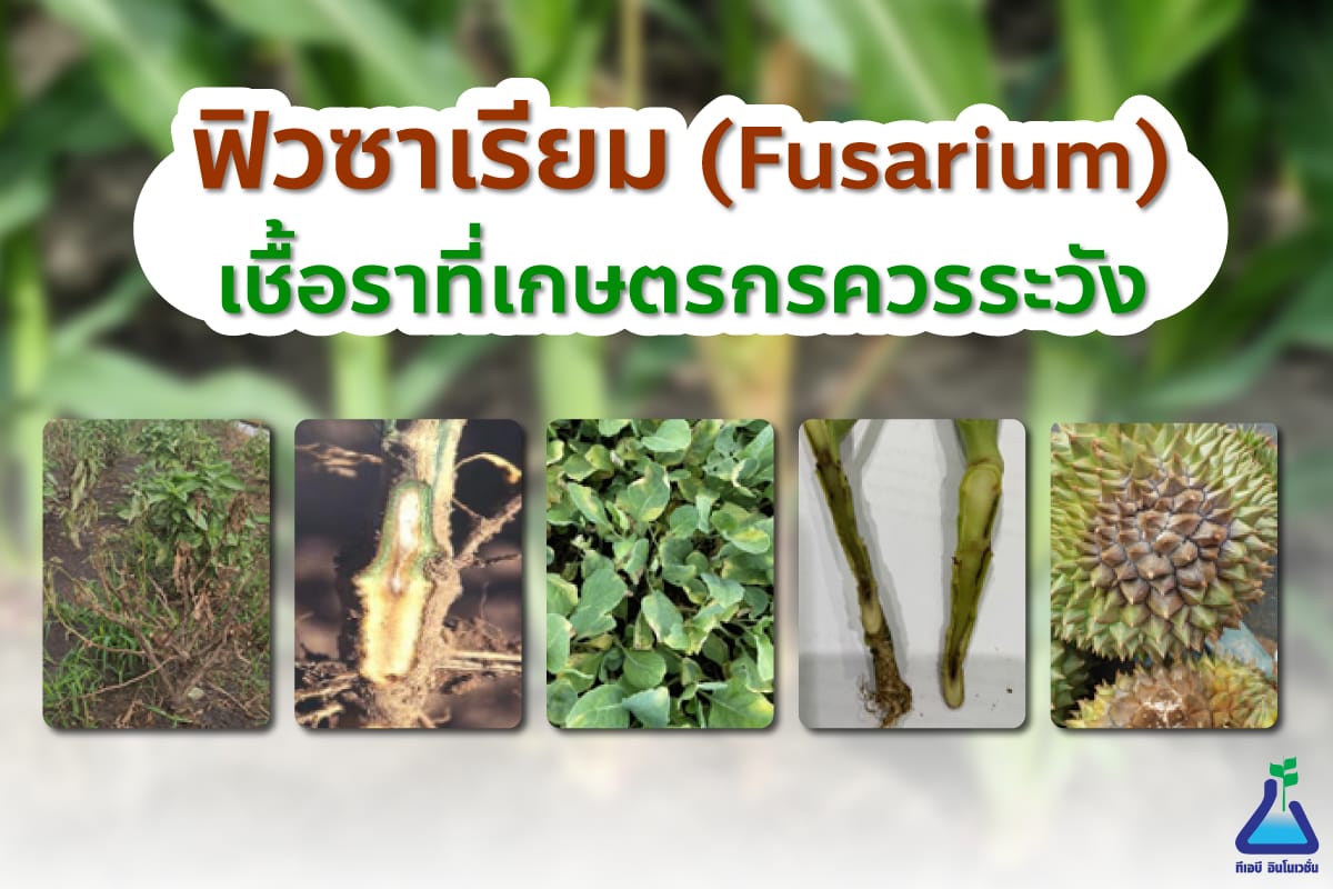 ฟิวซาเรียม  (Fusarium) เชื้อราที่เกษตรกรควรระวัง