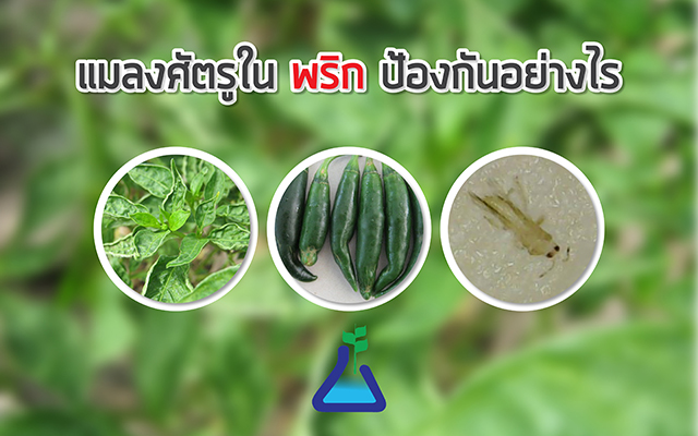 แมลงศัตรูใน พริก ป้องกันอย่างไร