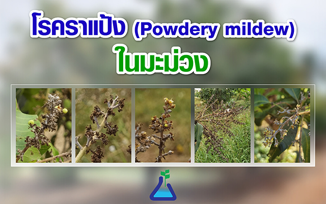 โรคราแป้ง (Powdery mildew) ในมะม่วง