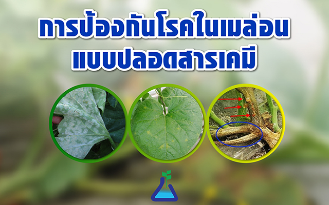 การป้องกันโรคในเมล่อนแบบปลอดสารเคมี