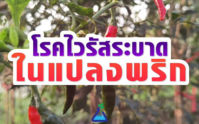 โรคไวรัสระบาดในแปลงพริก