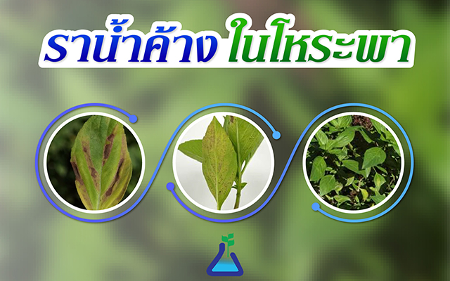 ราน้ำค้างในโหระพา