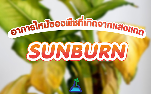 อาการไหม้ของพืชที่เกิดจากแสงแดด Sunburn