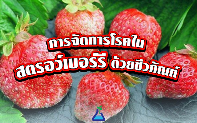 การจัดการโรคในสตรอว์เบอร์รีด้วยชีวภัณฑ์