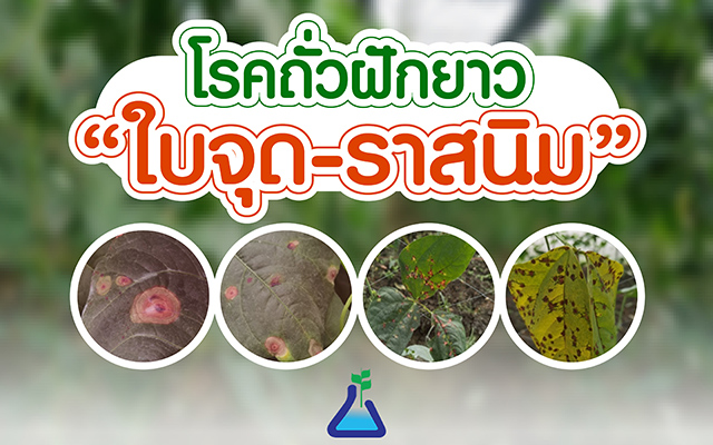 โรคถั่วฝักยาว “ใบจุด-ราสนิม”