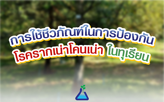 การใช้ชีวภัณฑ์ในการป้องกันโรคไฟทอปธอราในทุเรียน (โรครากเน่าโคนเน่า)