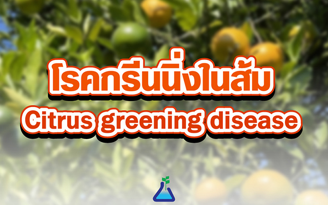 โรคกรีนนิ่งในส้ม Citrus greening disease