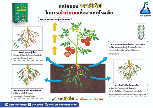 กลไกการทำงานของ บาซิทัส (บาซิลัส ซับทิลิส สายพันธุ์ บีเอส ดีโอเอ-24)