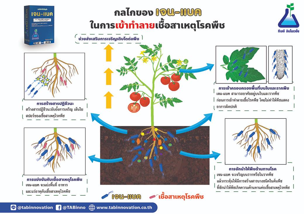 กลไกการทำงานของ เจน-แบค (บาซิลัส ซับทิลิส สายพันธุ์ บีเอ็ม-01 )