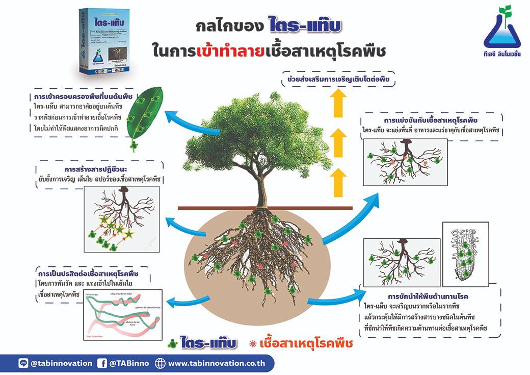 กลไกการทำงานของ ไตร-แท๊บ (เชื้อรา ไตรโคเดอร์มา แอสเพอร์เรียลลัม สายพันธุ์ NST-009)