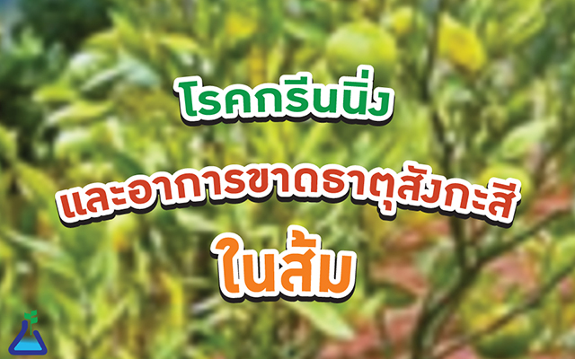 โรคกรีนนิ่งและอาการขาดธาตุสังกะสีในส้ม