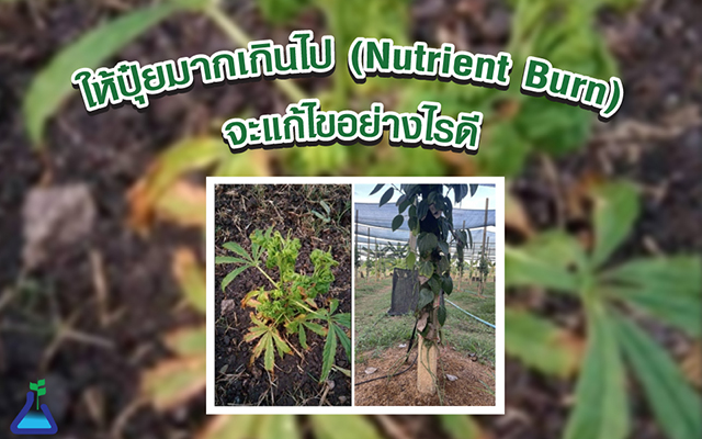 ให้ปุ๋ยมากเกินไป (Nutrient Burn) จะแก้ไขอย่างไรดี