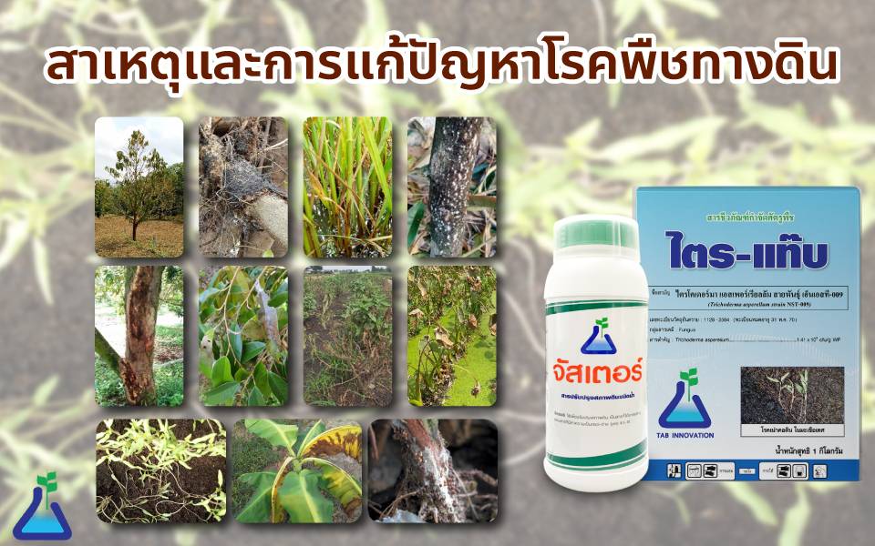 สาเหตุและการแก้ปัญหาโรคพืชทางดิน