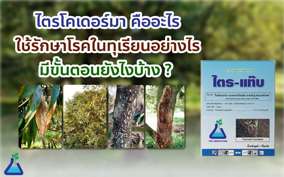 ไตรโคเดอร์มา คืออะไร ใช้รักษาโรคในทุเรียนอย่างไร มีขั้นตอนยังไงบ้าง ?