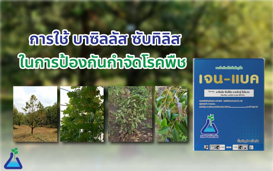 การใช้ บาซิลลัส ซับทิลิส ในการป้องกันกำจัดโรคพืช