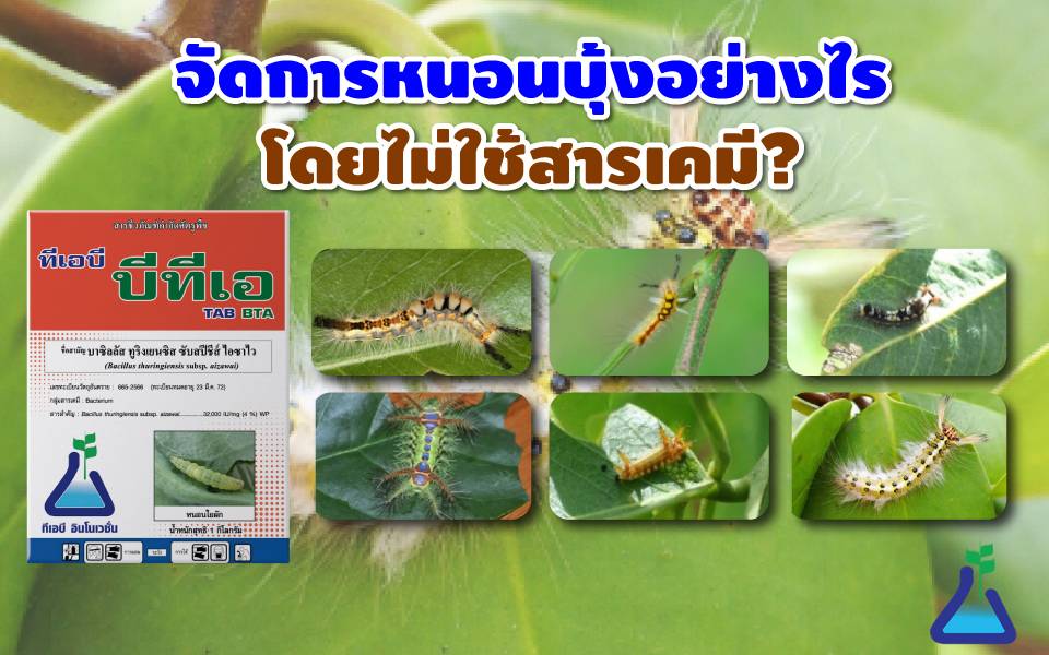 จัดการหนอนบุ้งอย่างไรโดยไม่ใช้สารเคมี ?