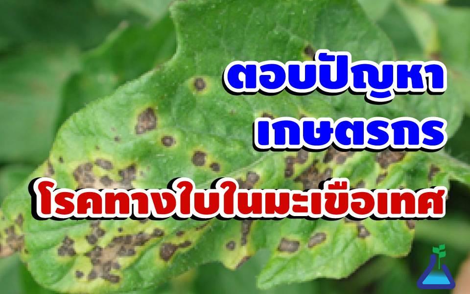 ตอบปัญหาเกษตรกร โรคทางใบในมะเขือเทศ