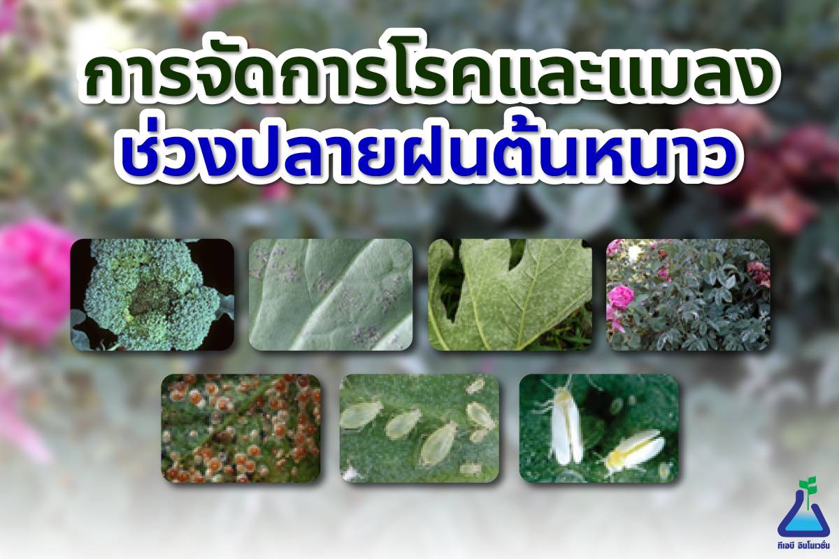 การจัดการโรคและแมลงช่วงปลายฝนต้นหนาว