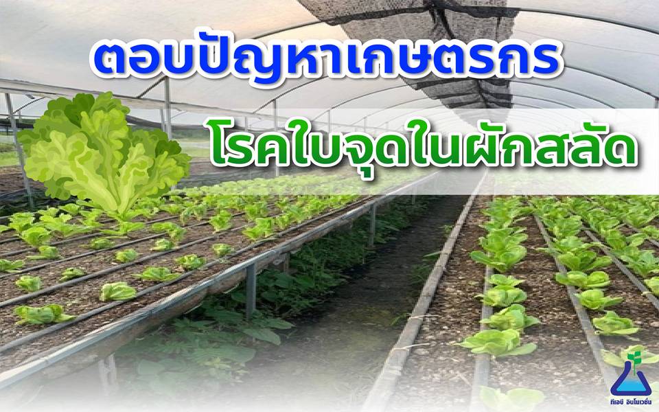 ตอบปัญหาเกษตรกร โรคใบจุดในผักสลัด