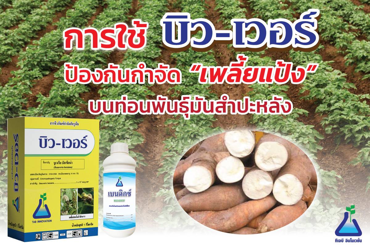 บิว-เวอร์ป้องกันกำจัดเพลี้ยแป้งบนท่อนพันธุ์มันสำปะหลัง