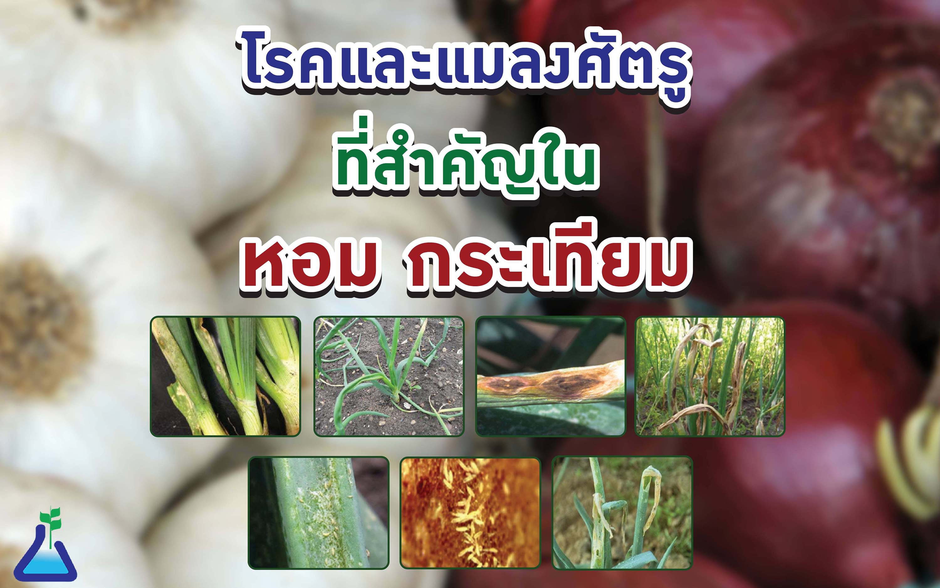 โรคและแมลงศัตรูที่สำคัญในหอม กระเทียม