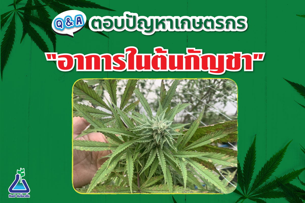 ตอบปัญหาเกษตรกร อาการในต้นกัญชา