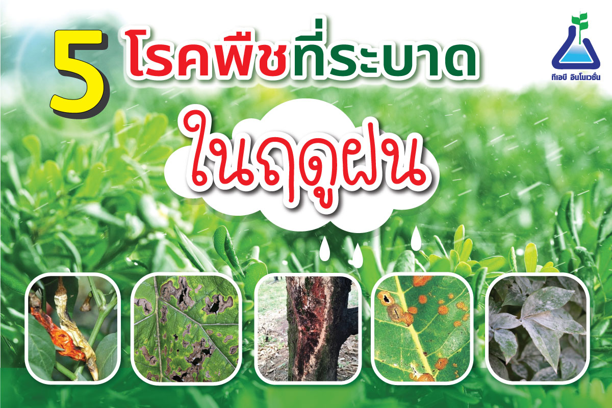 5 โรคพืชที่ระบาดในฤดูฝน