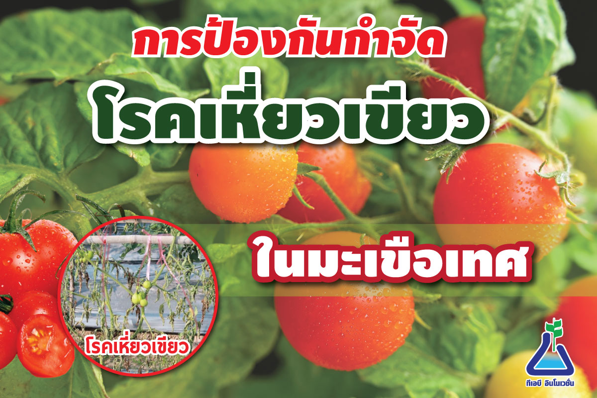 การป้องกันกำจัดโรคเหี่ยวเขียวในมะเขือเทศ