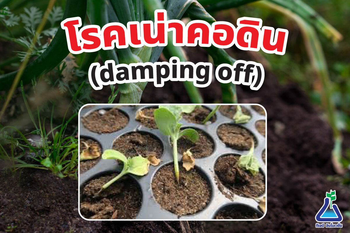 โรคเน่าคอดิน (damping off)