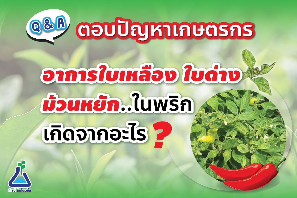 อาการใบเหลือง ใบด่าง ม้วนหยักในพริก เกิดจากอะไร?