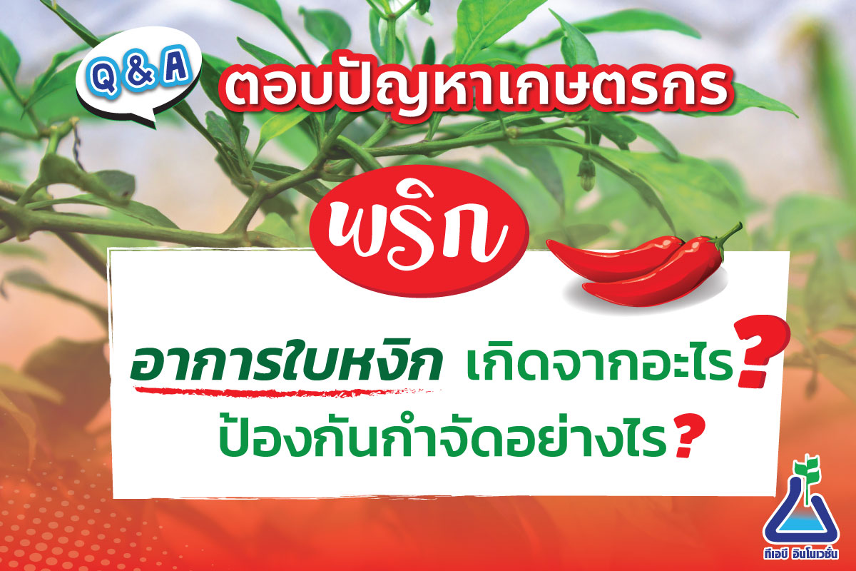 พริกอาการใบหงิก เกิดจากอะไร ป้องกันกำจัดอย่างไร