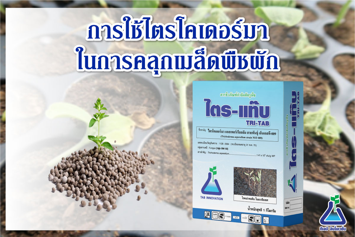 การใช้ไตรโคเดอร์มาในการคลุกเมล็ดพืชผัก