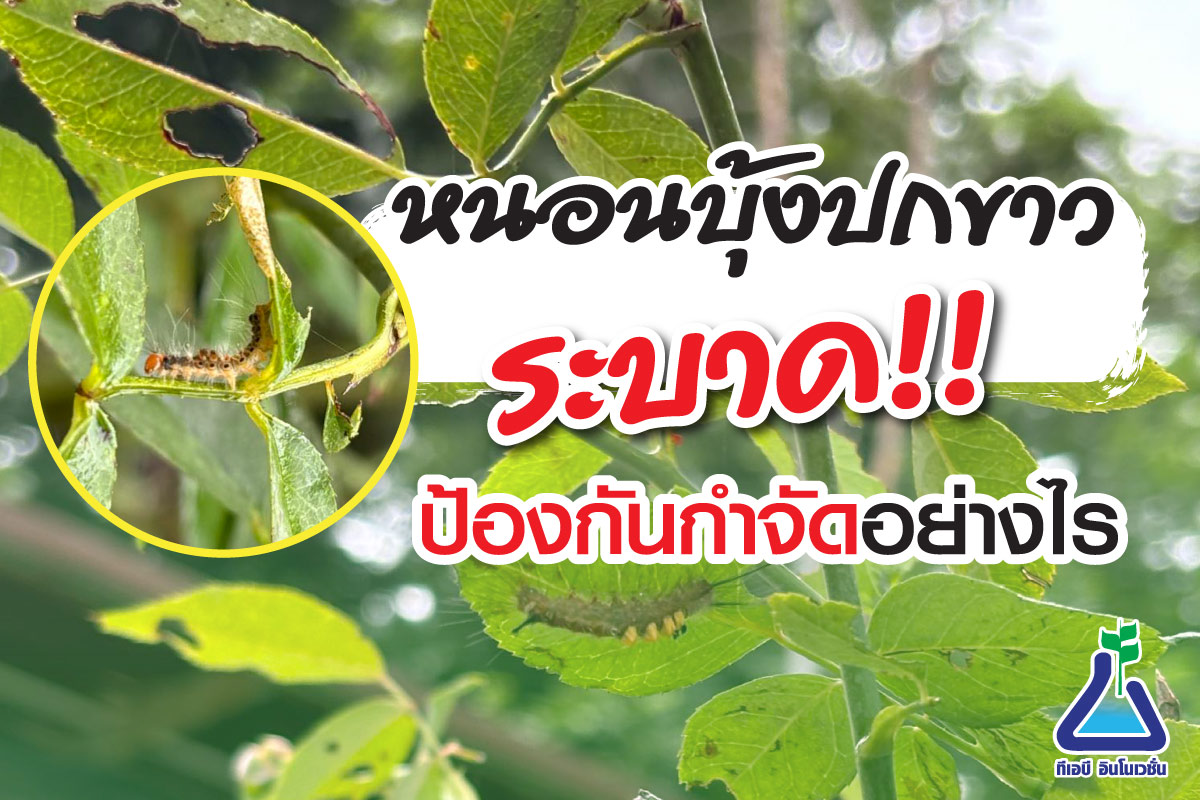 หนอนบุ้งปกขาว ระบาดป้องกันกำจัดอย่างไร