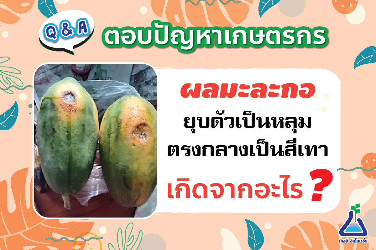 ผลมะละกอมีลักษณะยุบตัวเป็นหลุม ตรงกลางแผลเป็นสีเทา เกิดจากอะไร?