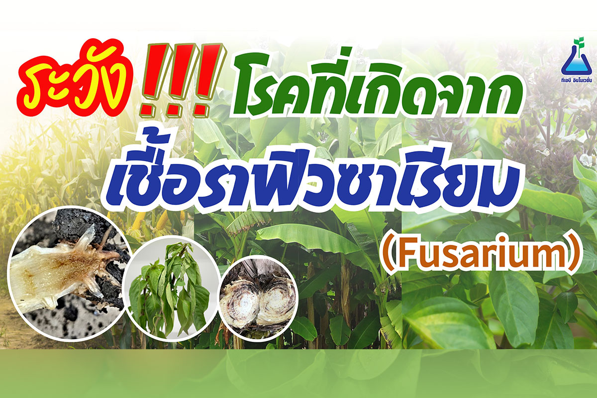 ระวัง!!โรคที่เกิดจาก เชื้อราฟิวซาเรียม (Fusarium)