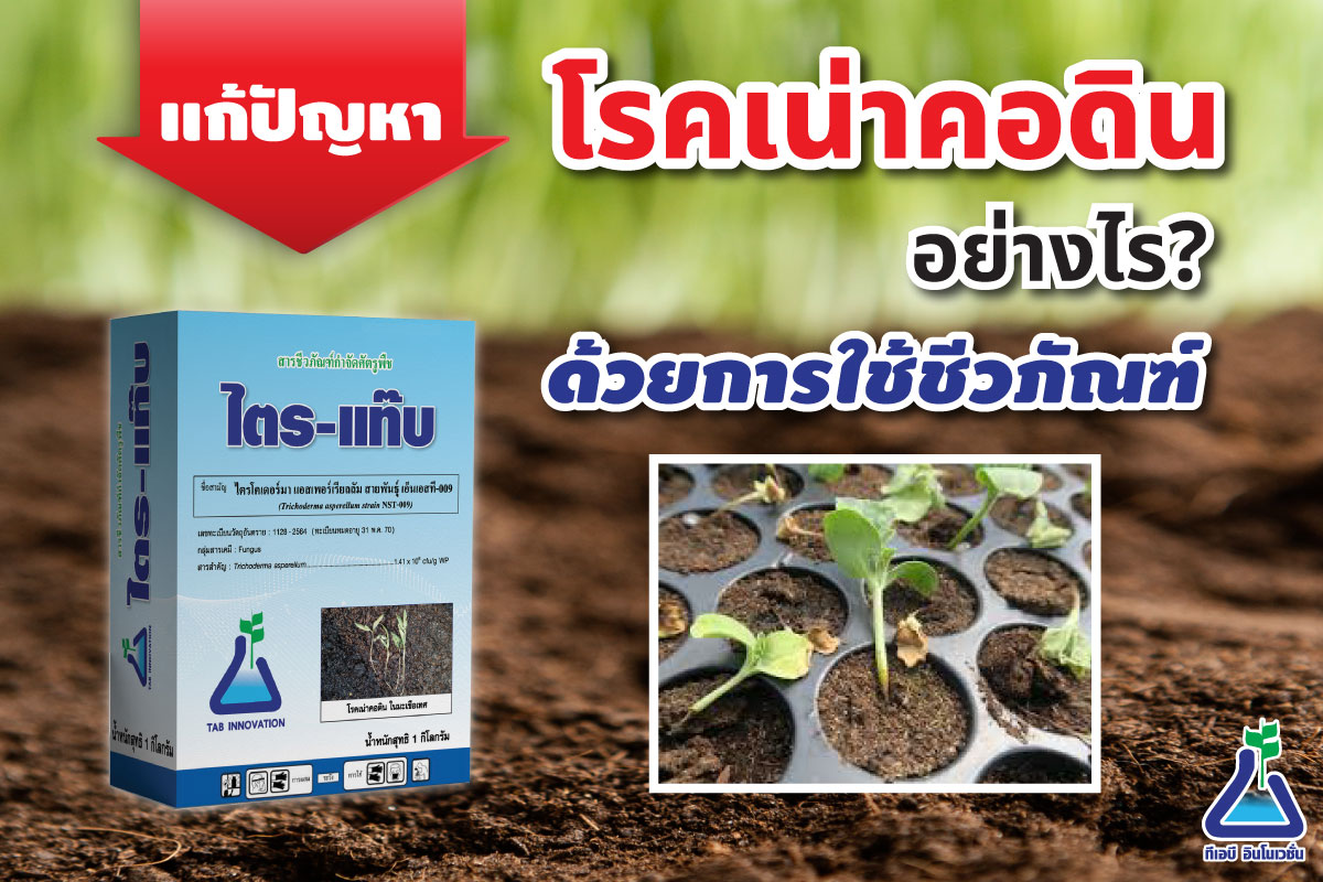 แก้ปัญหา โรคเน่าคอดิน อย่างไร? ด้วยการใช้ชีวภัณฑ์