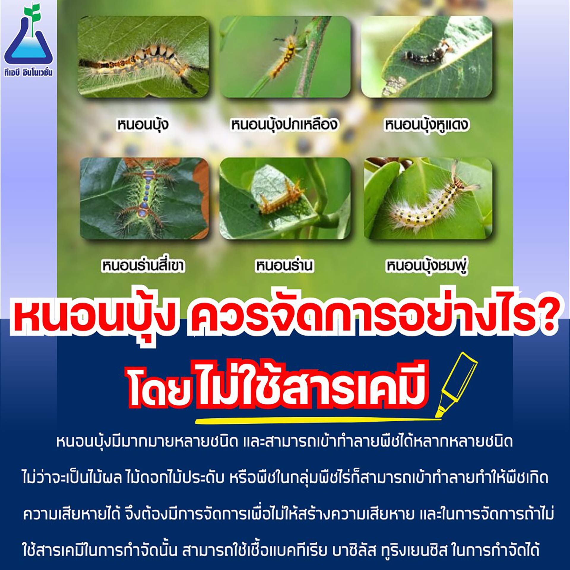 หนอนบุ้ง ควรจัดการอย่างไรโดยไม่ใช้สารเคมี?