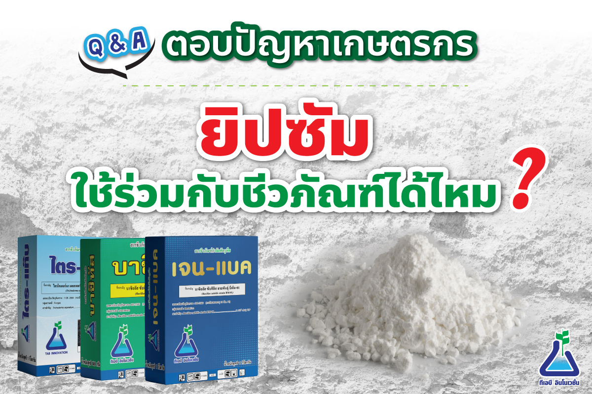 ยิปซัม สามารถใช้ร่วมกับชีวภัณฑ์ได้ไหม?