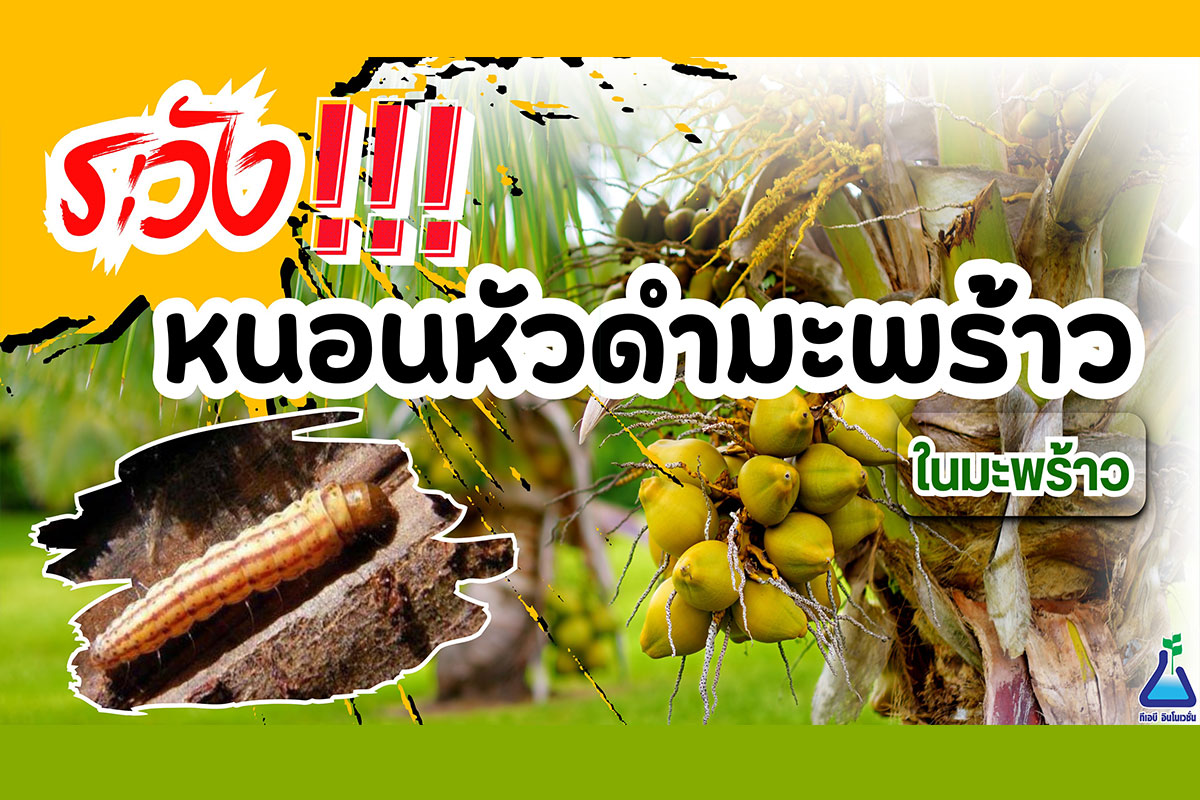 ระวัง!!! หนอนหัวดำมะพร้าว ในมะพร้าว