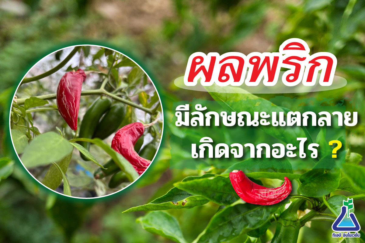 ผลพริกมีลักษณะแตกลายเกิดจากอะไร ?