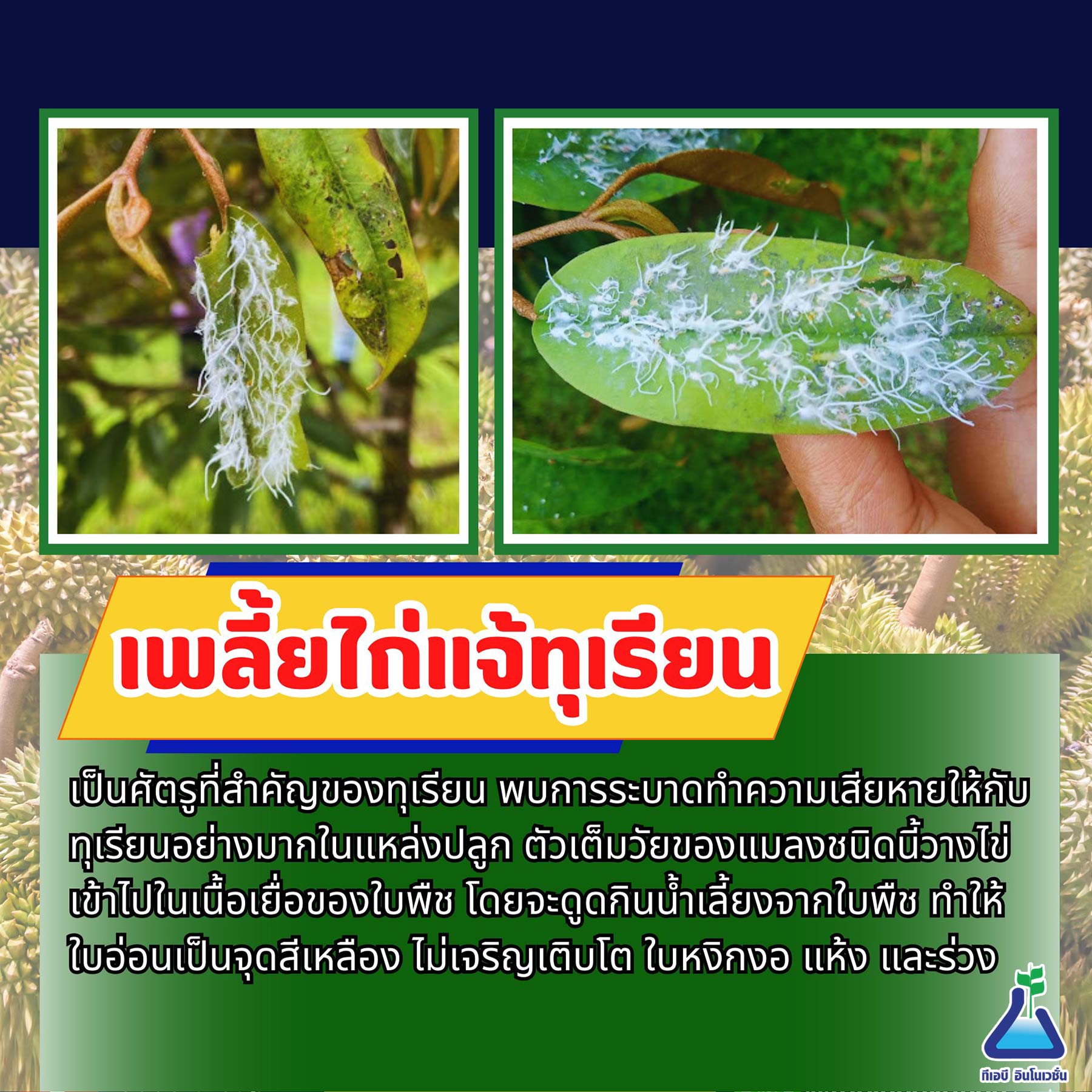 เพลี้ยไก่แจ้ทุเรียน (durian psyllids)