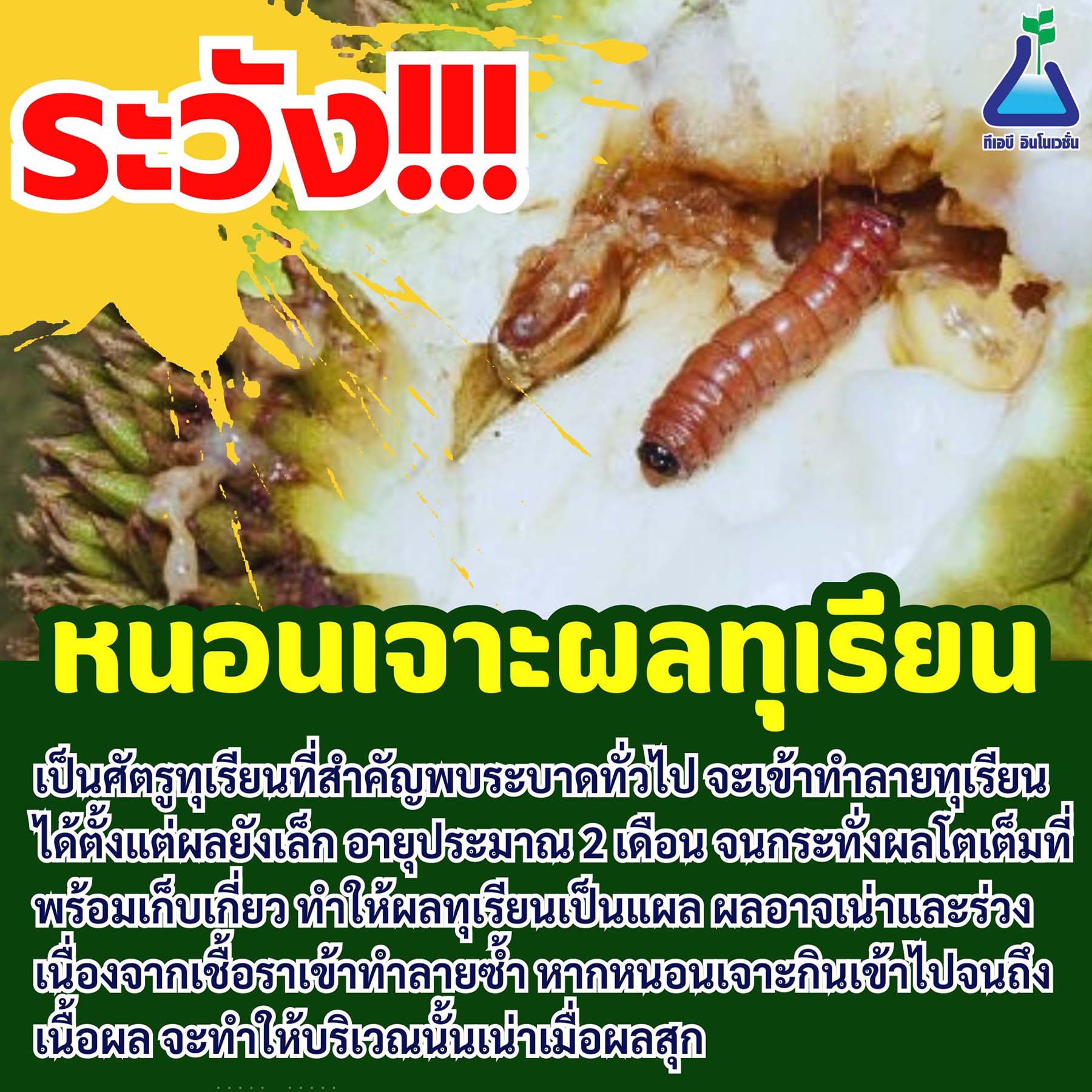 ระวัง!!! หนอนเจาะผลทุเรียน