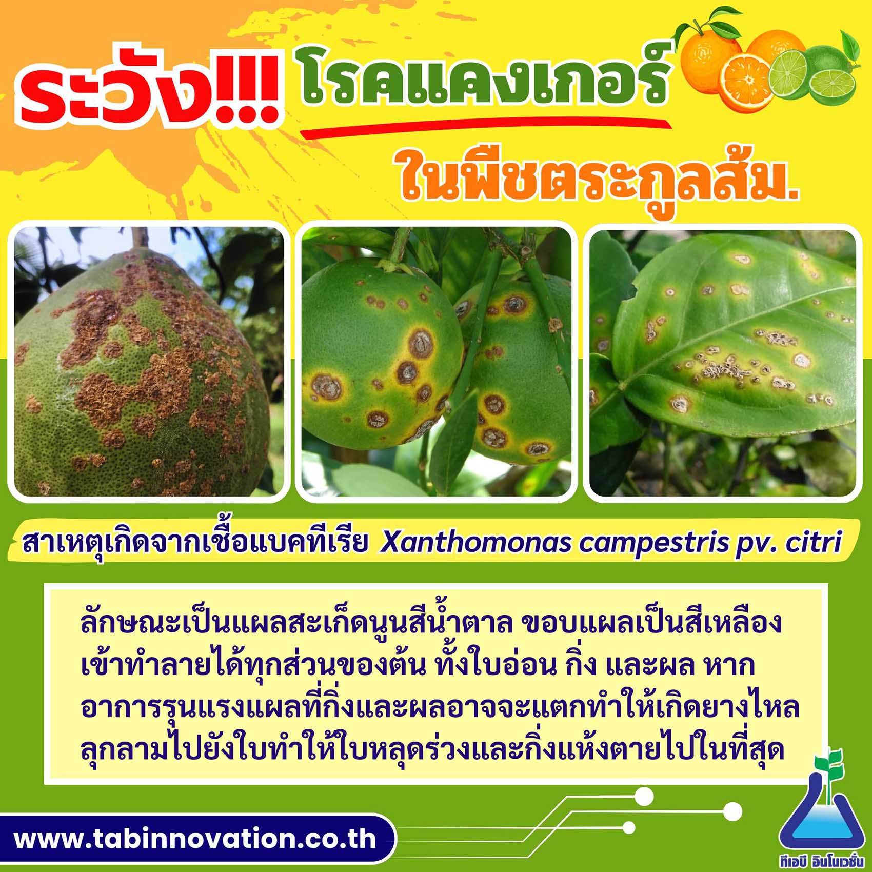 โรคแคงเกอร์ของพืชตระกูลส้ม (Canker)