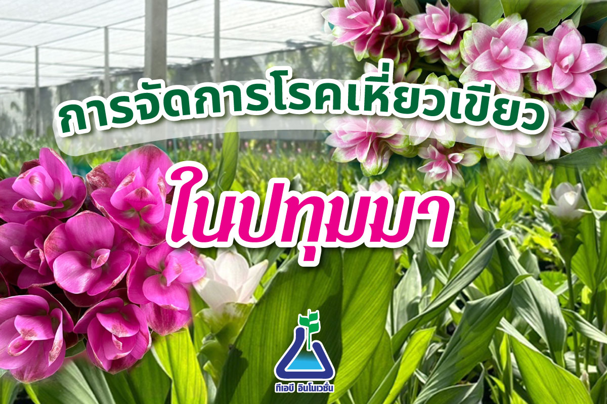 การจัดการโรคเหี่ยวเขียวในปทุมมา