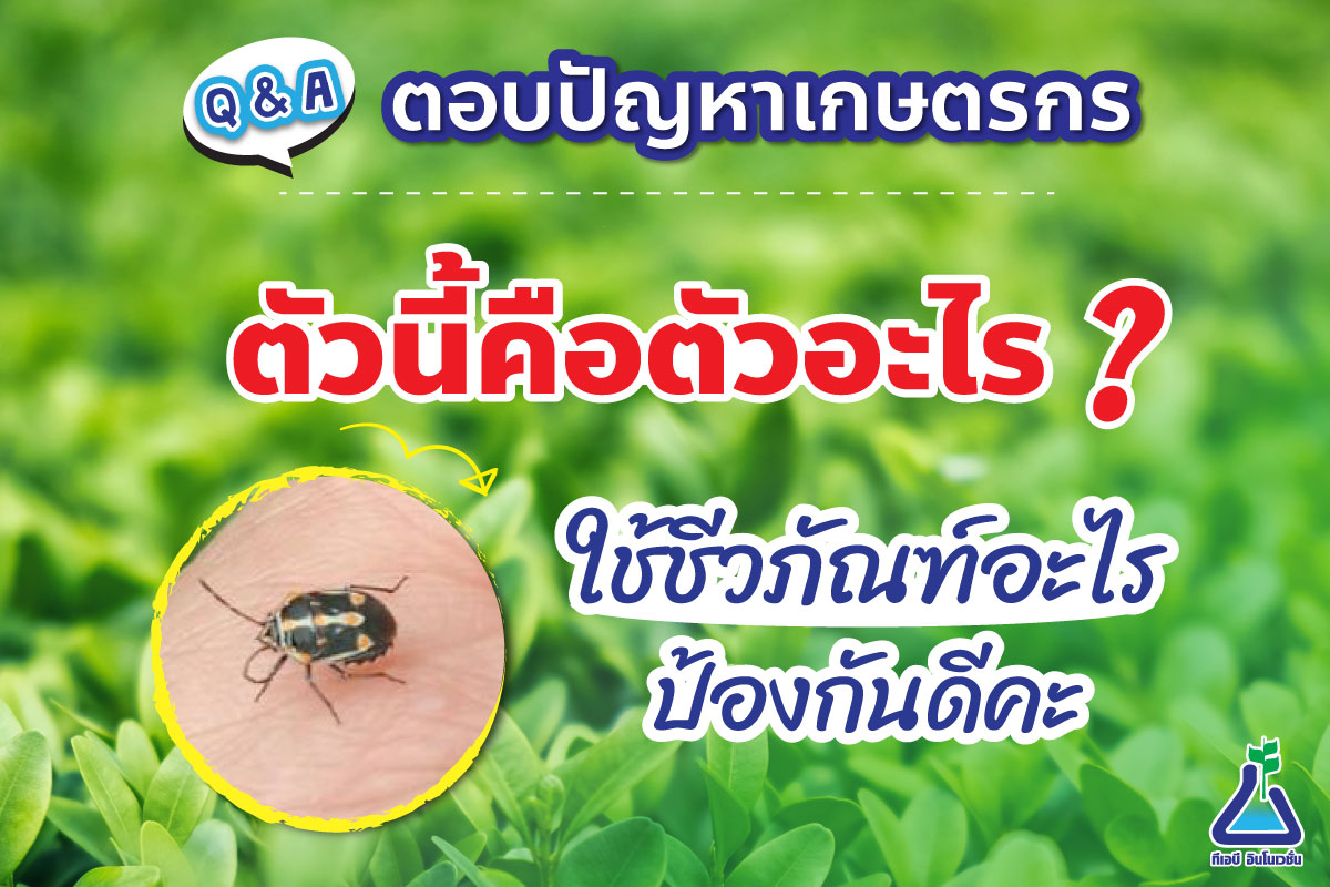 ตัวนี้คือตัวอะไร ใช้ชีวภัณฑ์อะไรป้องกันคะ